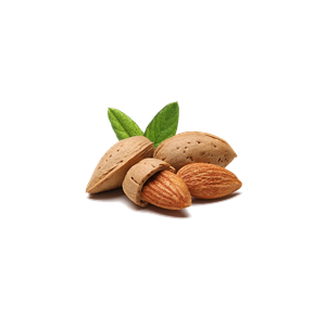 Almond PNG-50642